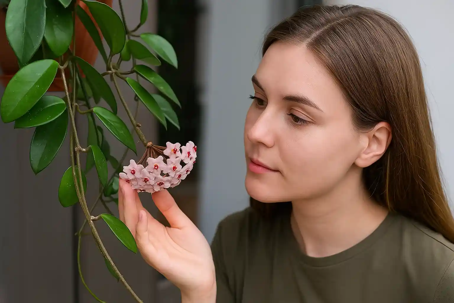 Hoya carnosa curiosidades e cuidados da flor de cera